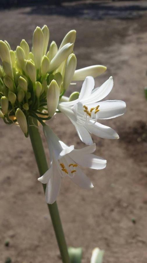 מלון מסקוטה Meson La Huerta מראה חיצוני תמונה
